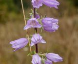 Campanula bononiensis. Часть соцветия. Башкортостан, Кугарчинский р-н, окр. дер. Мурадымово, природный парк \"Мурадымовское ущелье\", долина р. Большой Ик, луг. 2 сентября 2018 г.