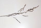 Смотреть изображение Puccinellia hauptiana