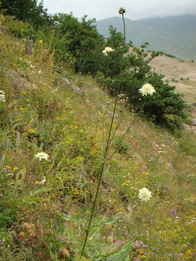 Изображение особи Cephalaria gigantea.