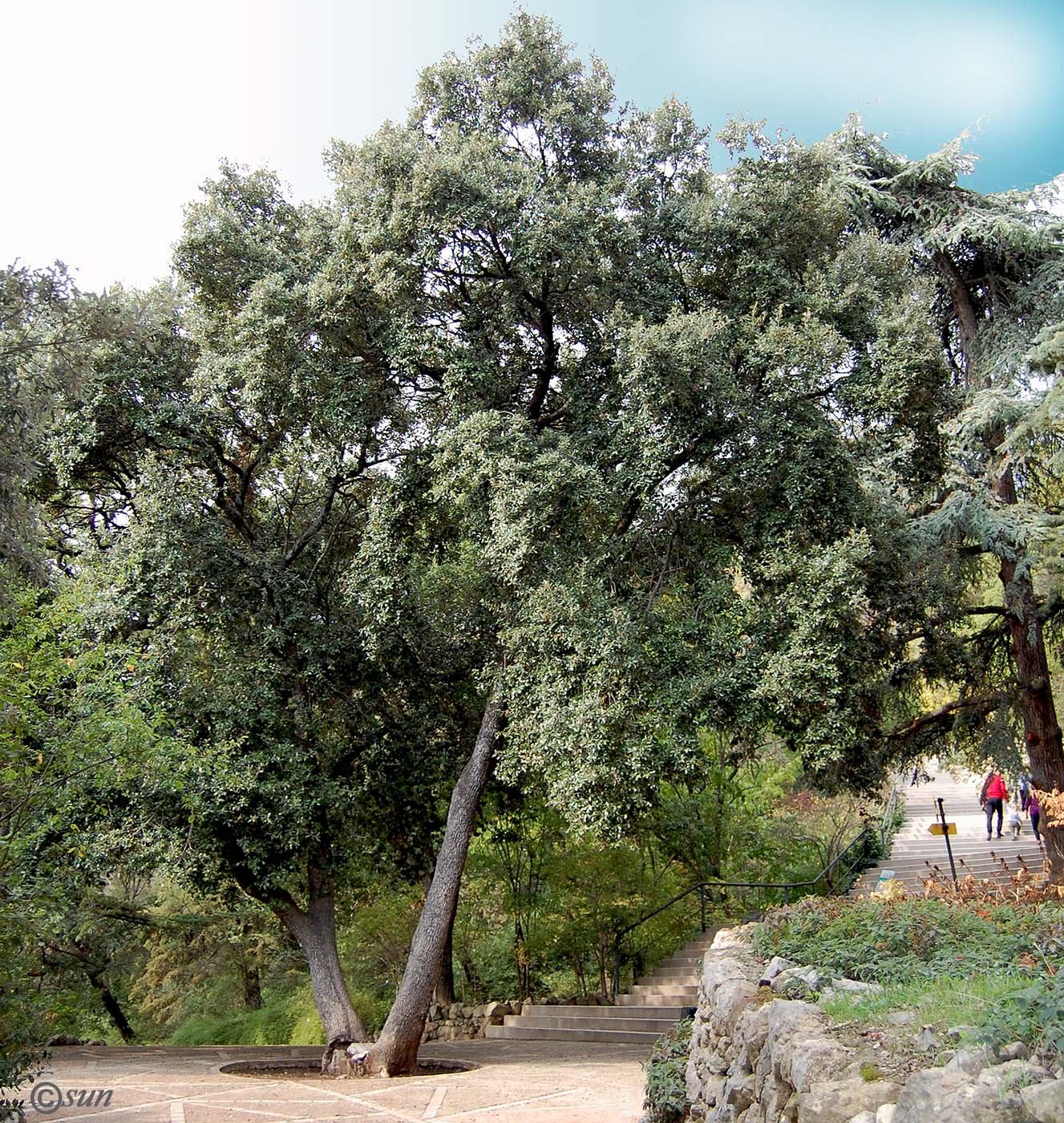 Image of Quercus ilex specimen.