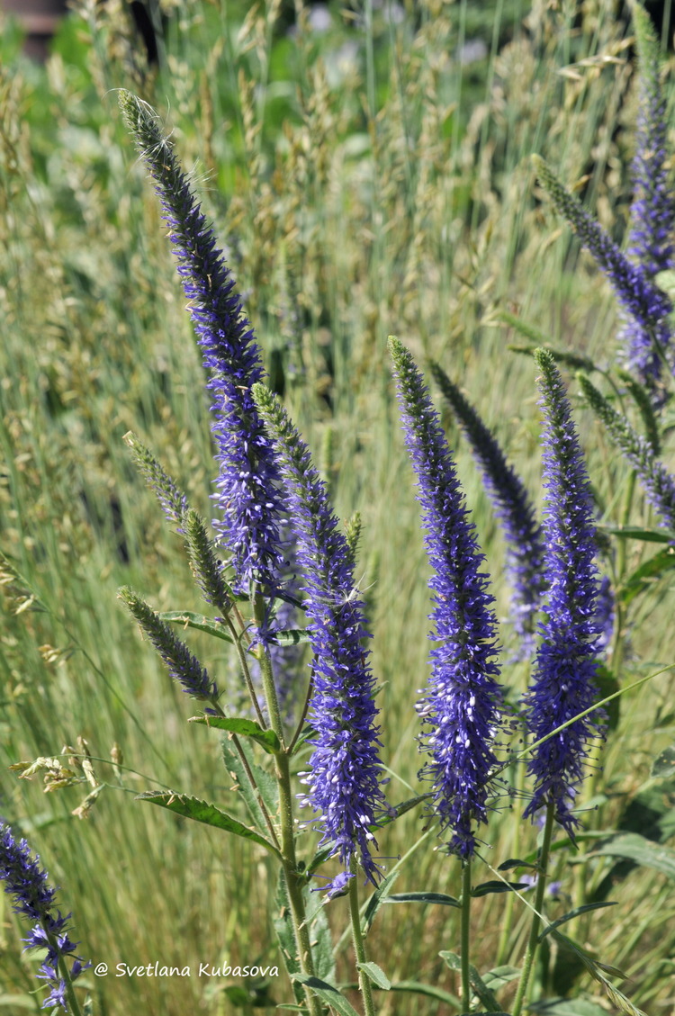 Image of Veronica porphyriana specimen.