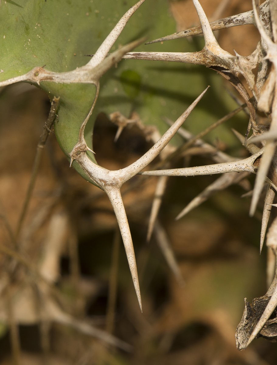 Image of Euphorbia grandicornis specimen.