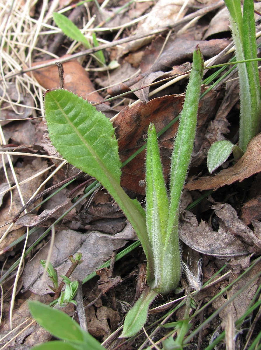 Изображение особи Cirsium heterophyllum.