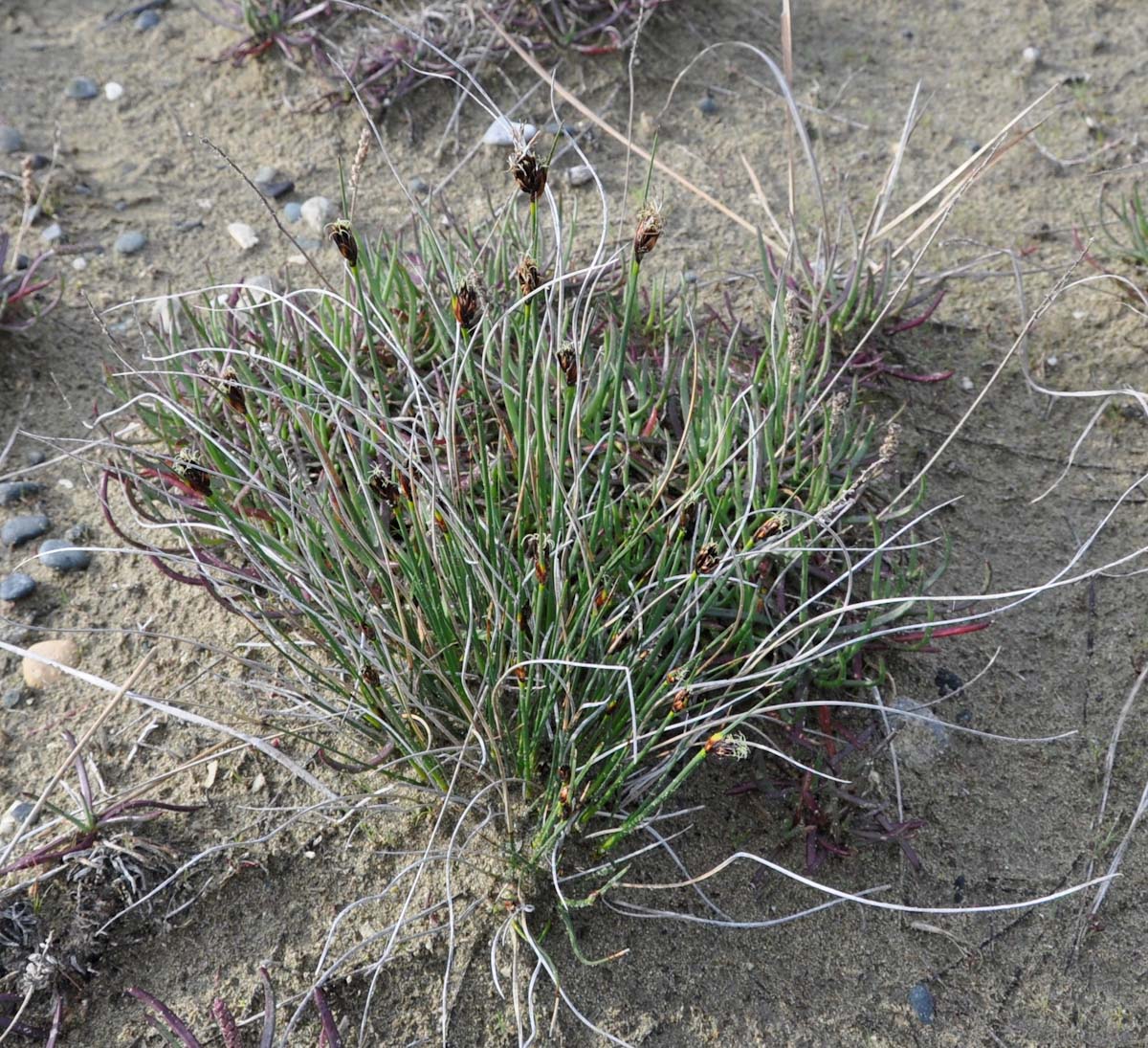 Изображение особи Schoenus nigricans.