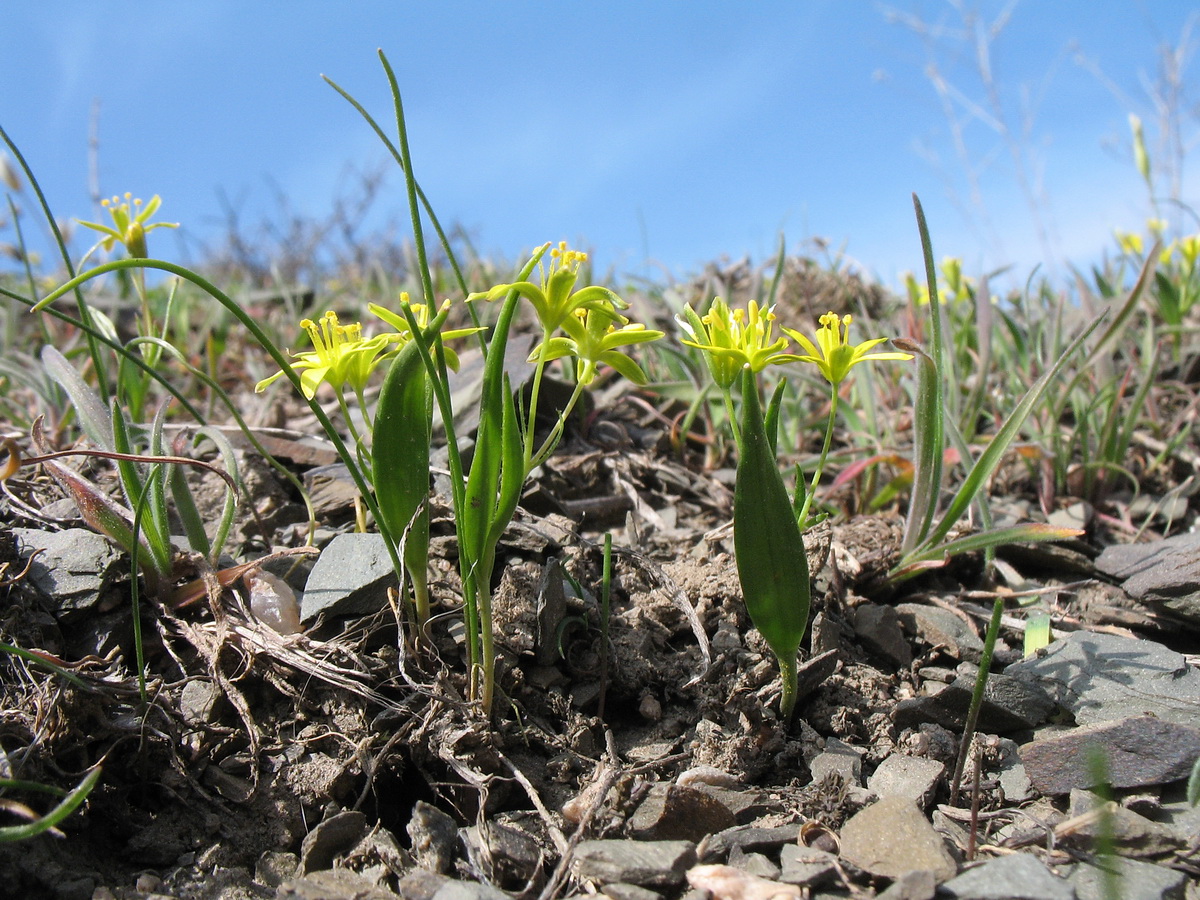 Image of Gagea minutiflora specimen.