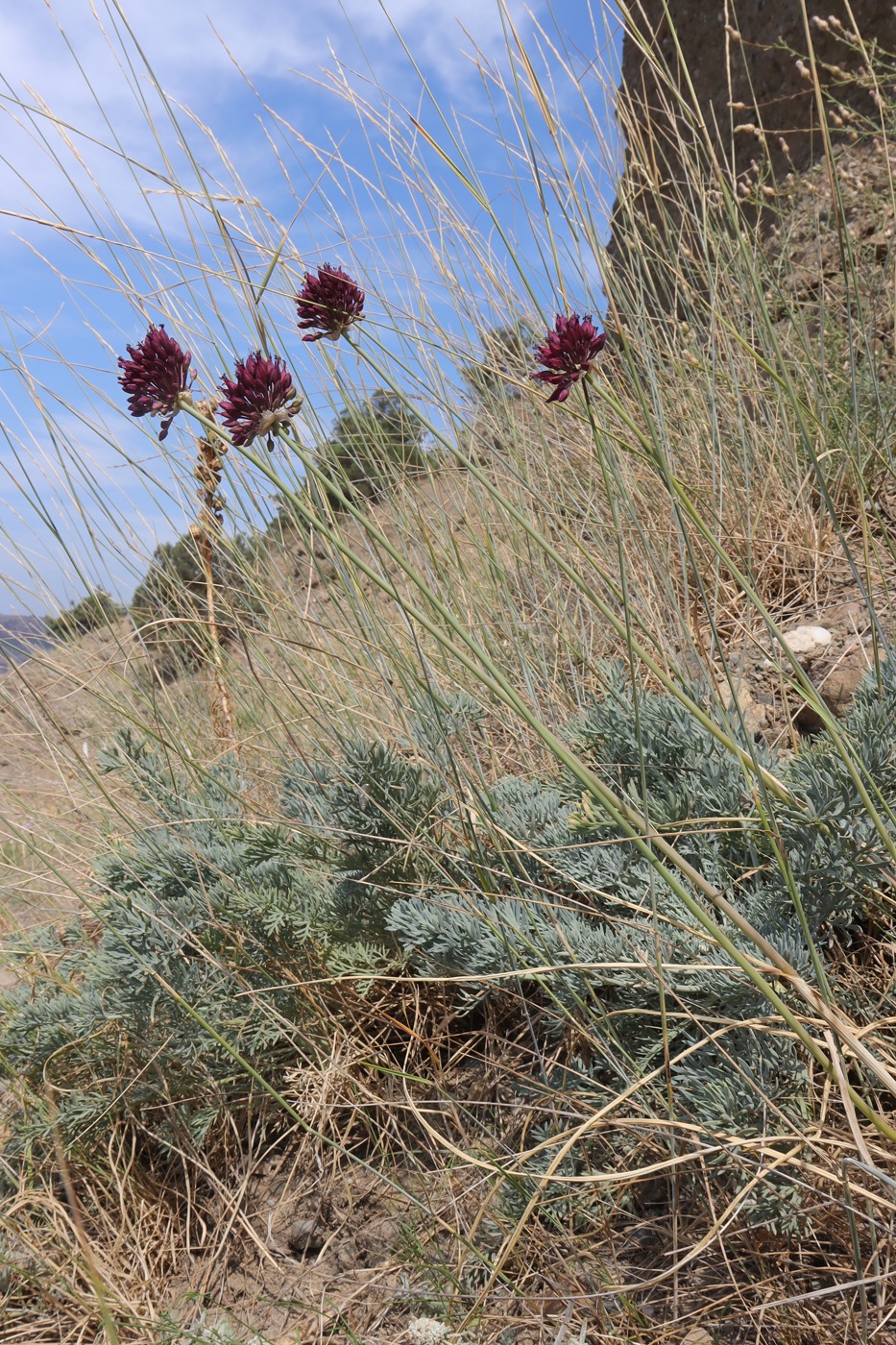 Image of Allium sphaerocephalon specimen.