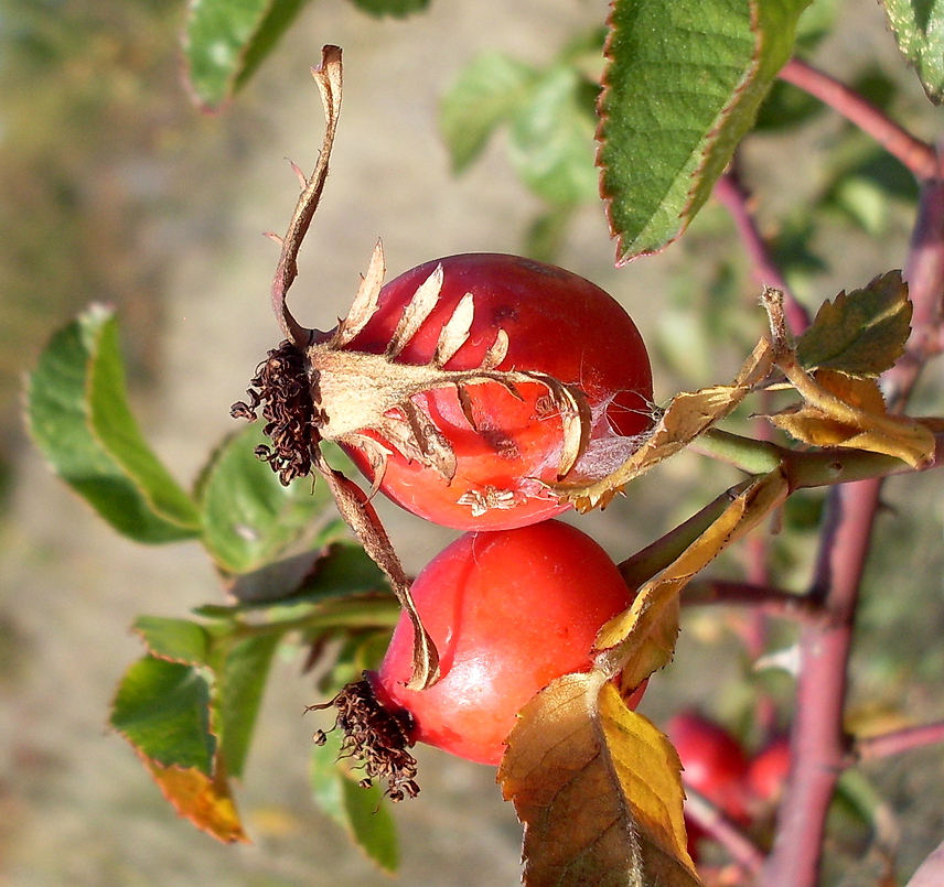 Image of Rosa &times; malmundariensis specimen.