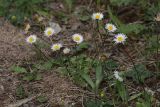 Bellis perennis. Цветущее растение. Крым, Бахчисарайский р-н, пгт Куйбышево, луг, обочина тропинки. 28.05.2019.