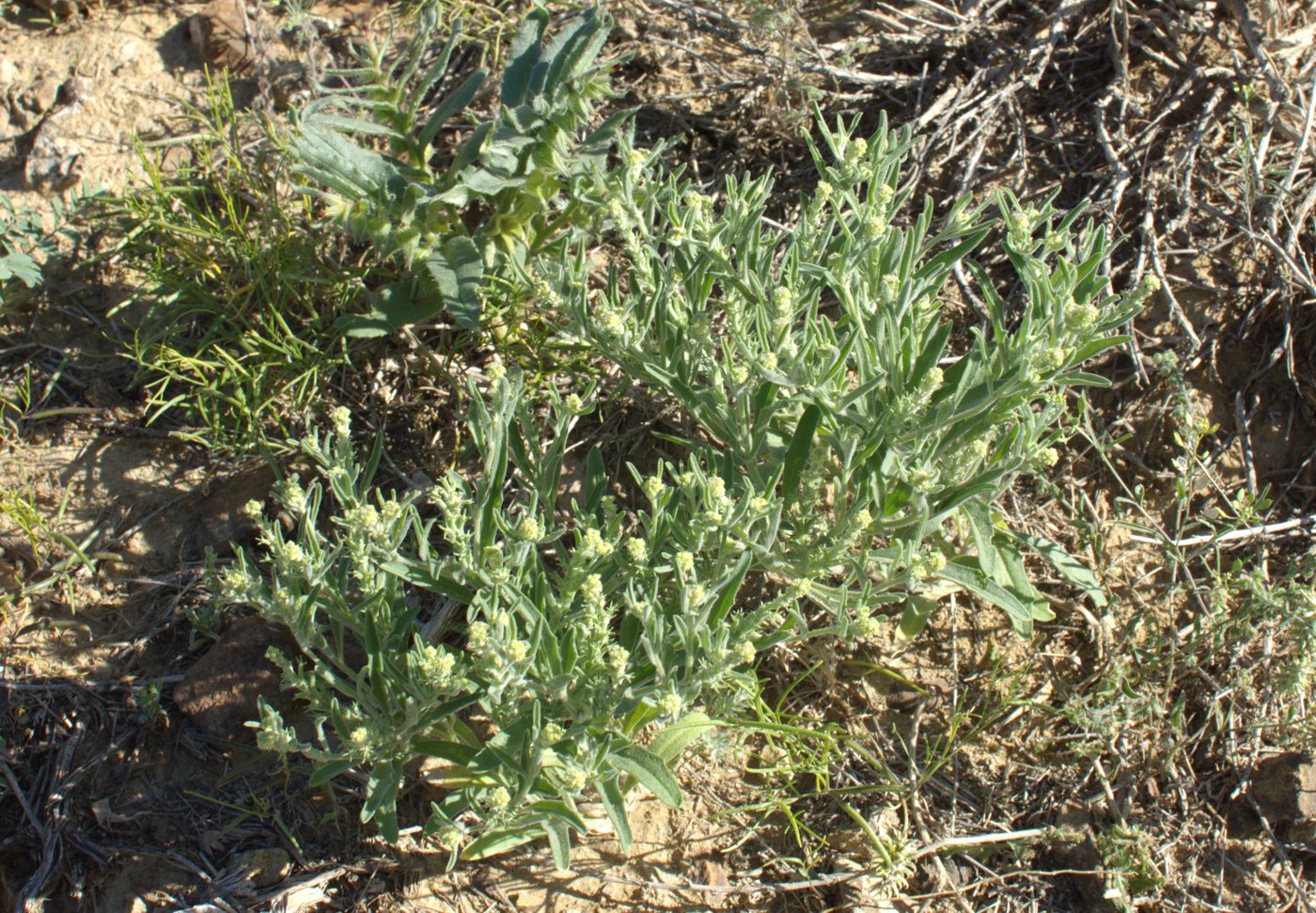 Image of Tetracme quadricornis specimen.