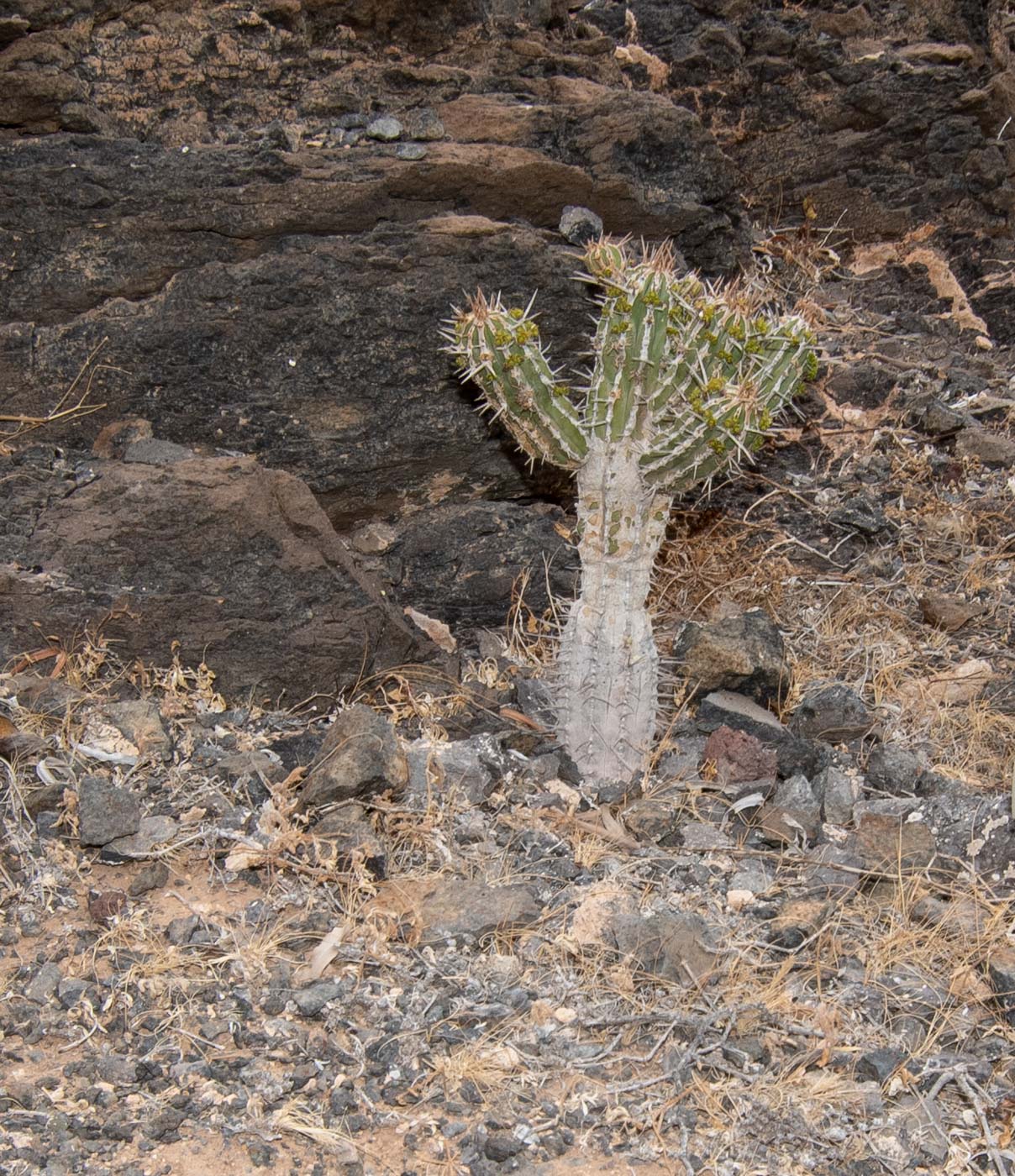 Image of Euphorbia handiensis specimen.