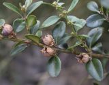 Buxus sempervirens