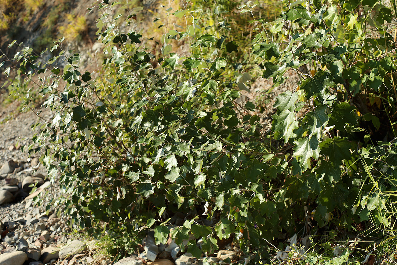 Image of Populus alba specimen.