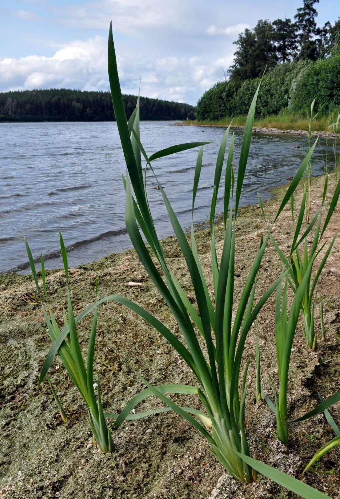 Изображение особи Typha latifolia.