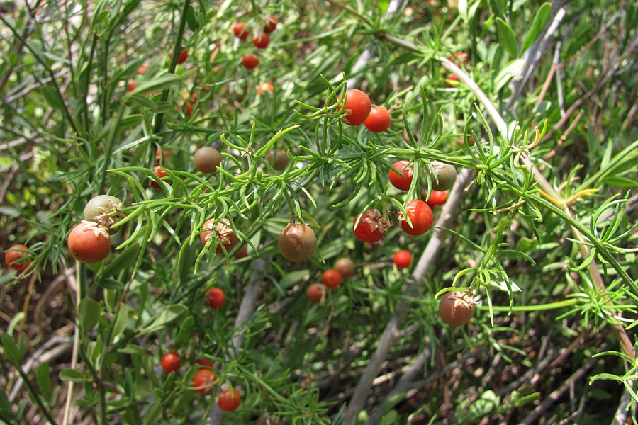 Image of Asparagus verticillatus specimen.