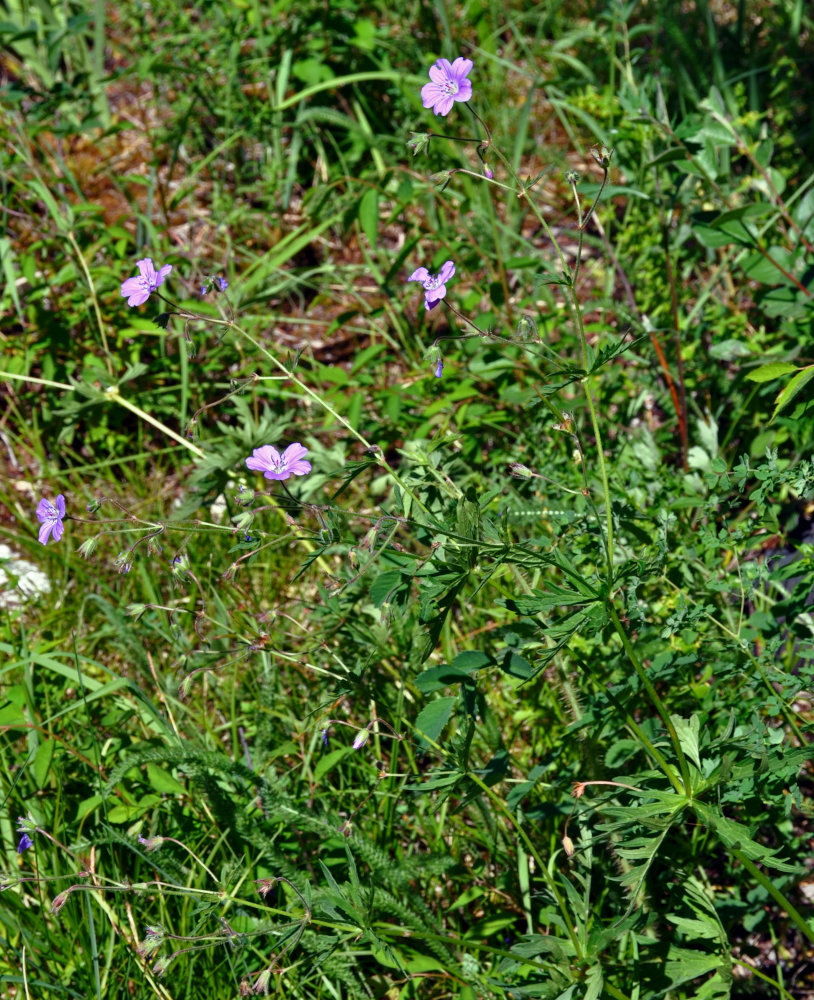 Image of Geranium laetum specimen.