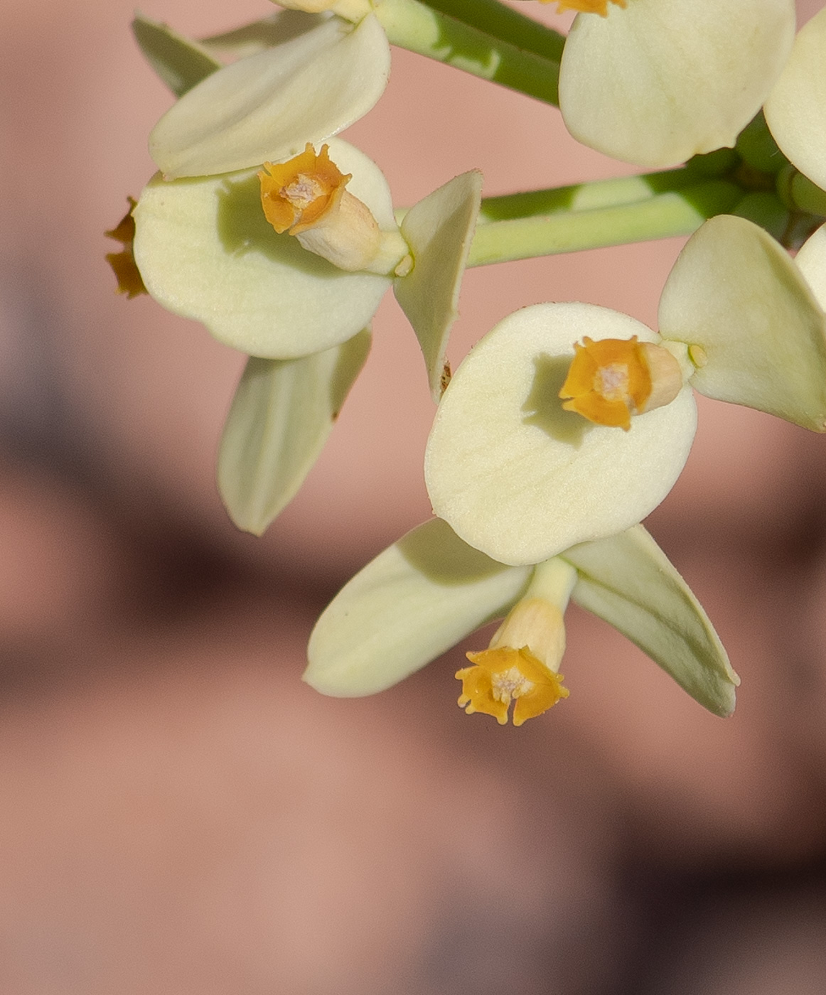 Image of Euphorbia regis-jubae specimen.