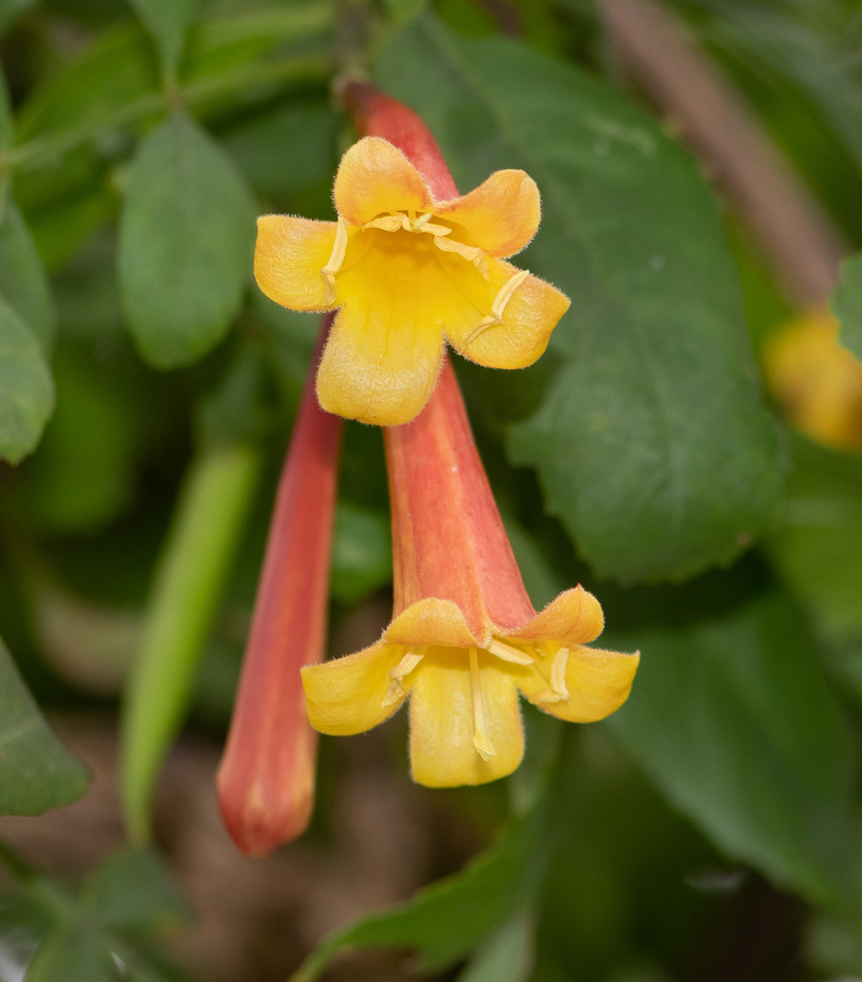 Изображение особи Tecoma fulva ssp. arequipensis.