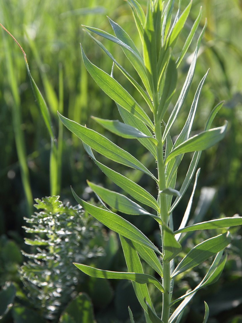 Изображение особи Linaria biebersteinii.