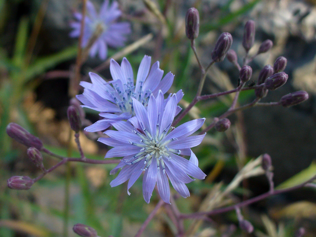 Изображение особи Lactuca sibirica.