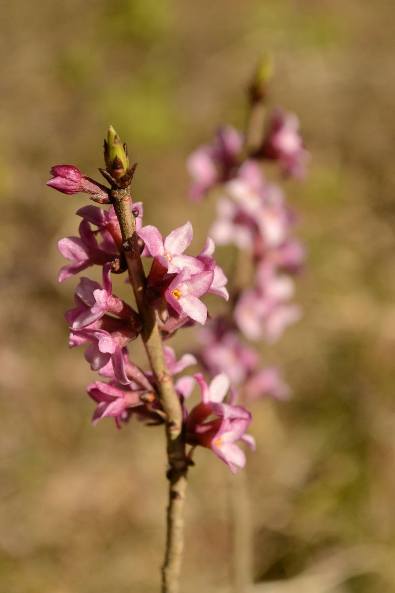 Изображение особи Daphne mezereum.