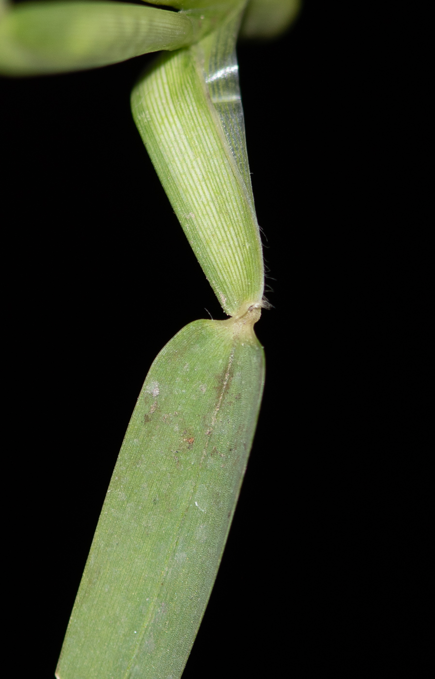 Image of familia Poaceae specimen.