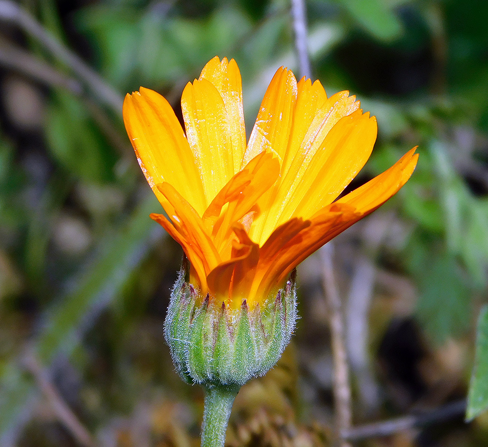 Image of Calendula officinalis specimen.