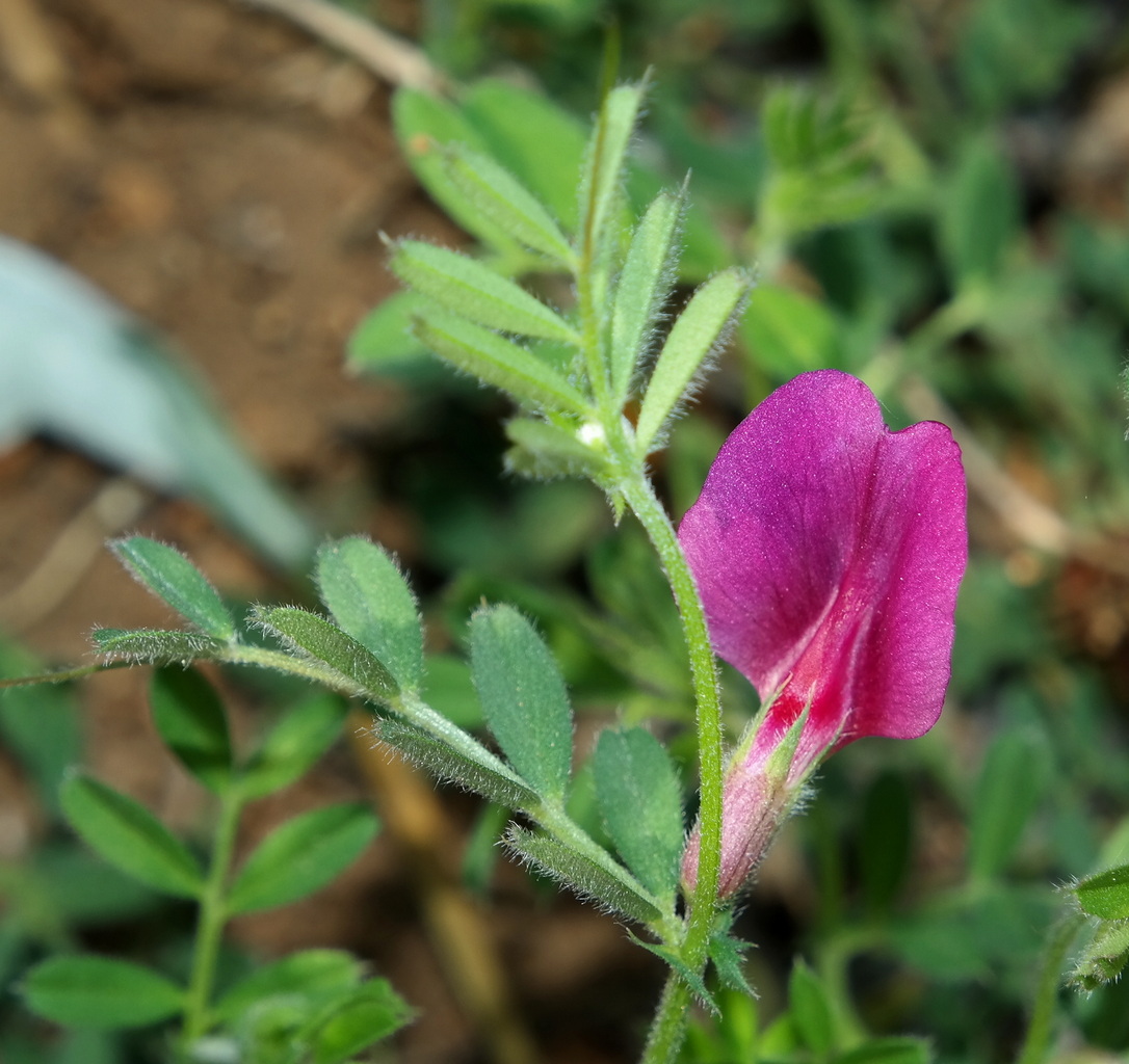 Image of Vicia cordata specimen.