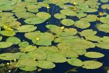 Nuphar lutea