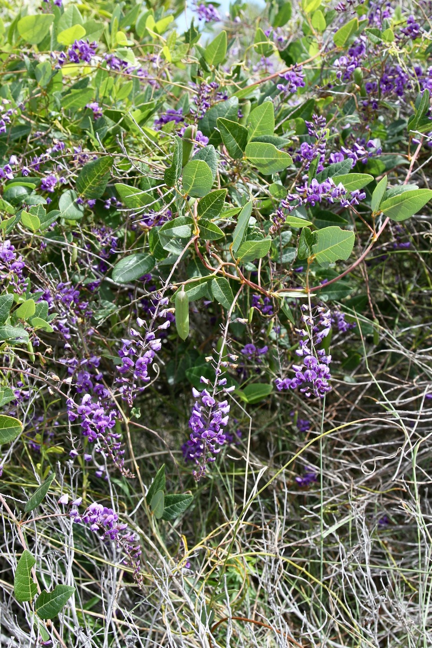 Image of Hardenbergia comptoniana specimen.