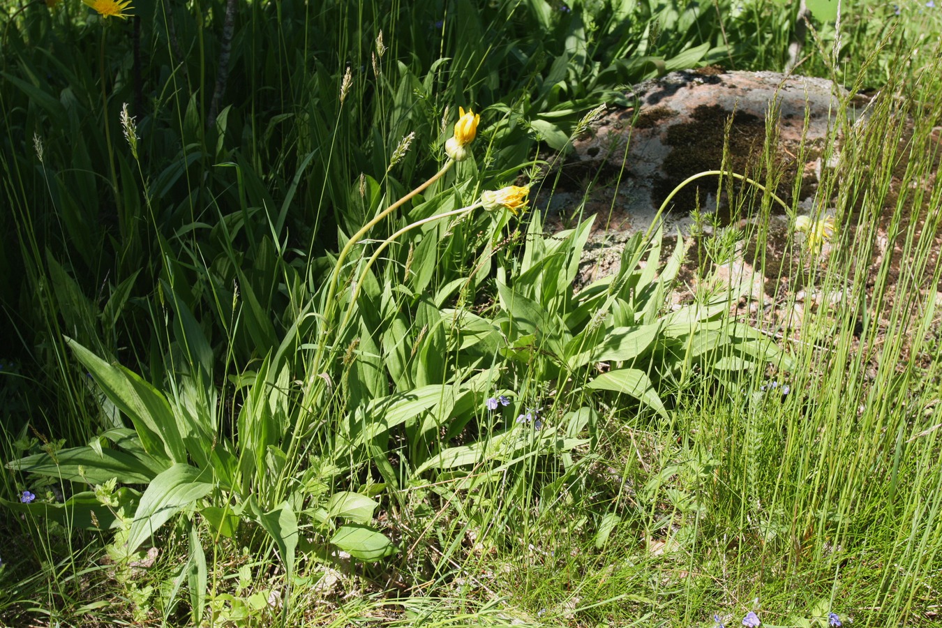 Изображение особи Scorzonera humilis.