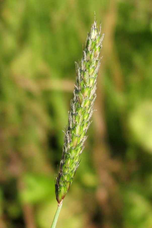 Изображение особи Alopecurus geniculatus.