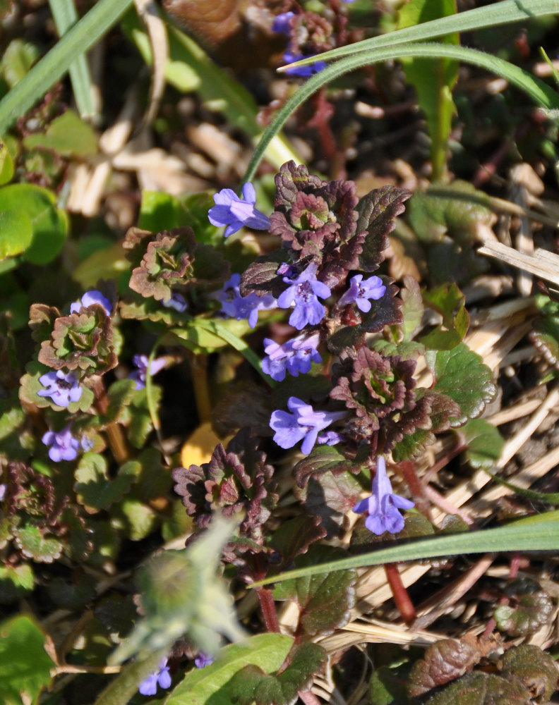 Image of Glechoma hederacea specimen.