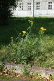 Tanacetum vulgare