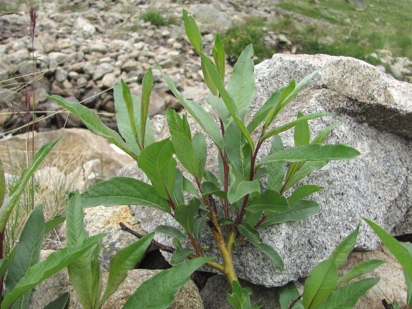 Image of genus Salix specimen.