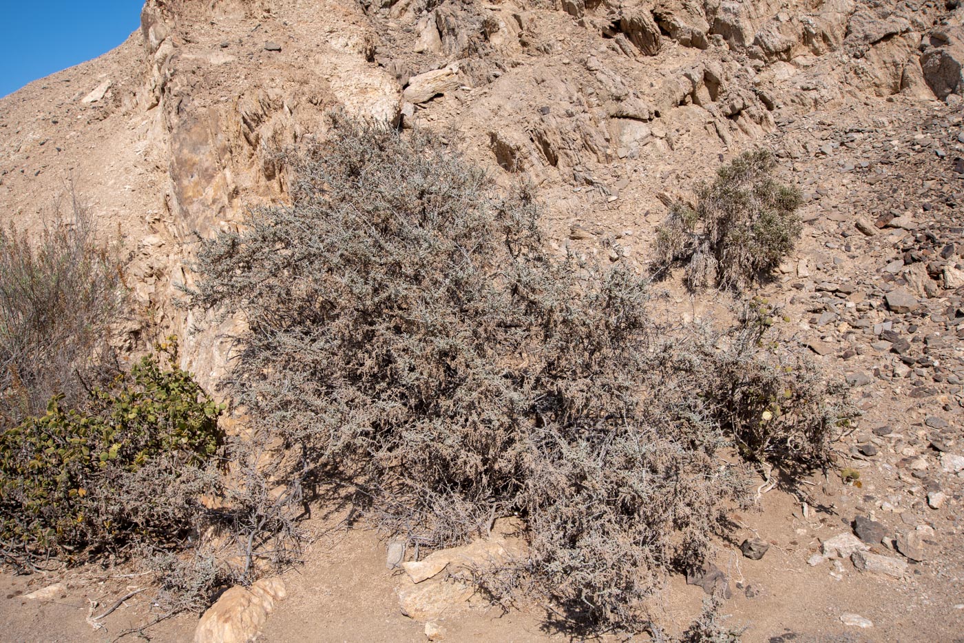 Image of genus Salsola specimen.