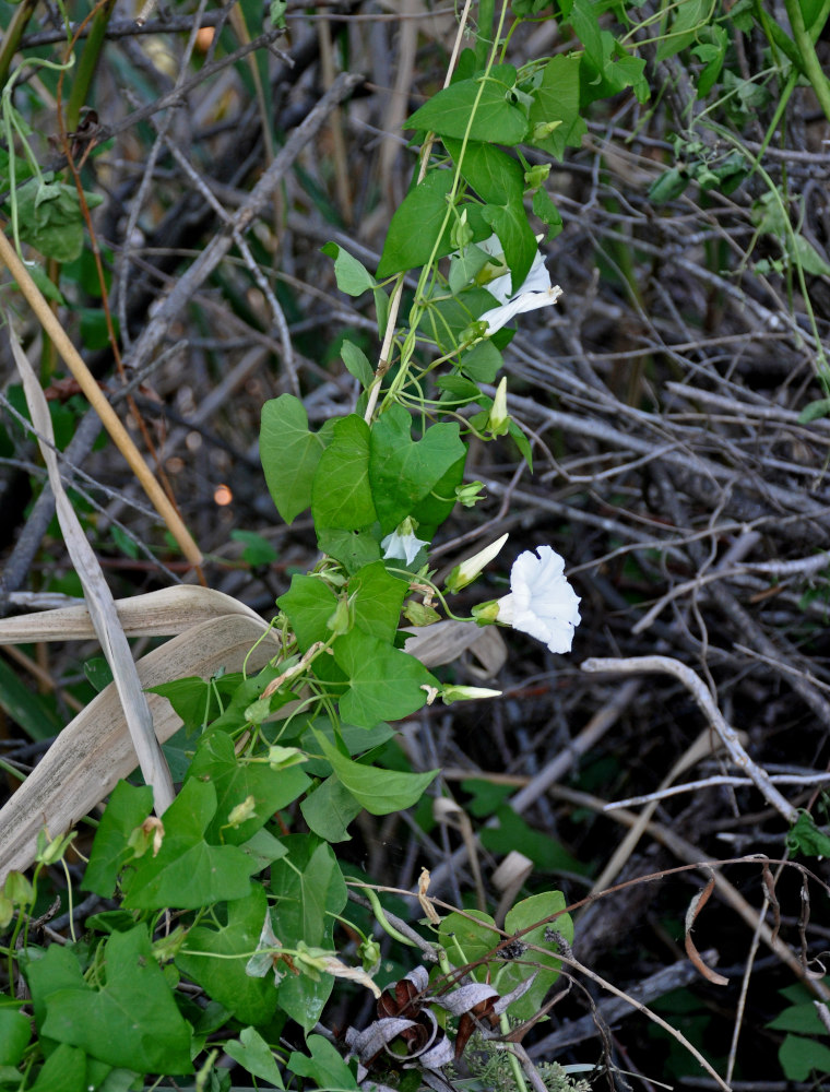 Image of Calystegia sepium specimen.