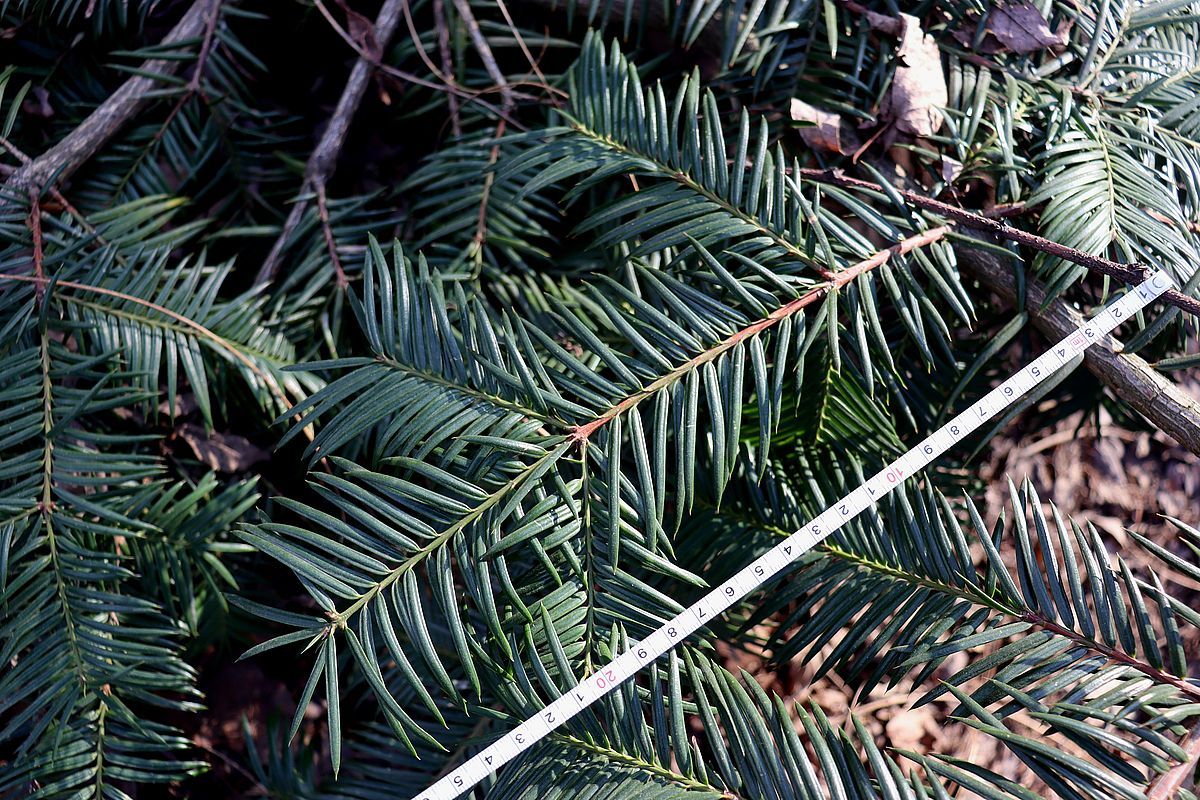 Изображение особи Torreya nucifera.