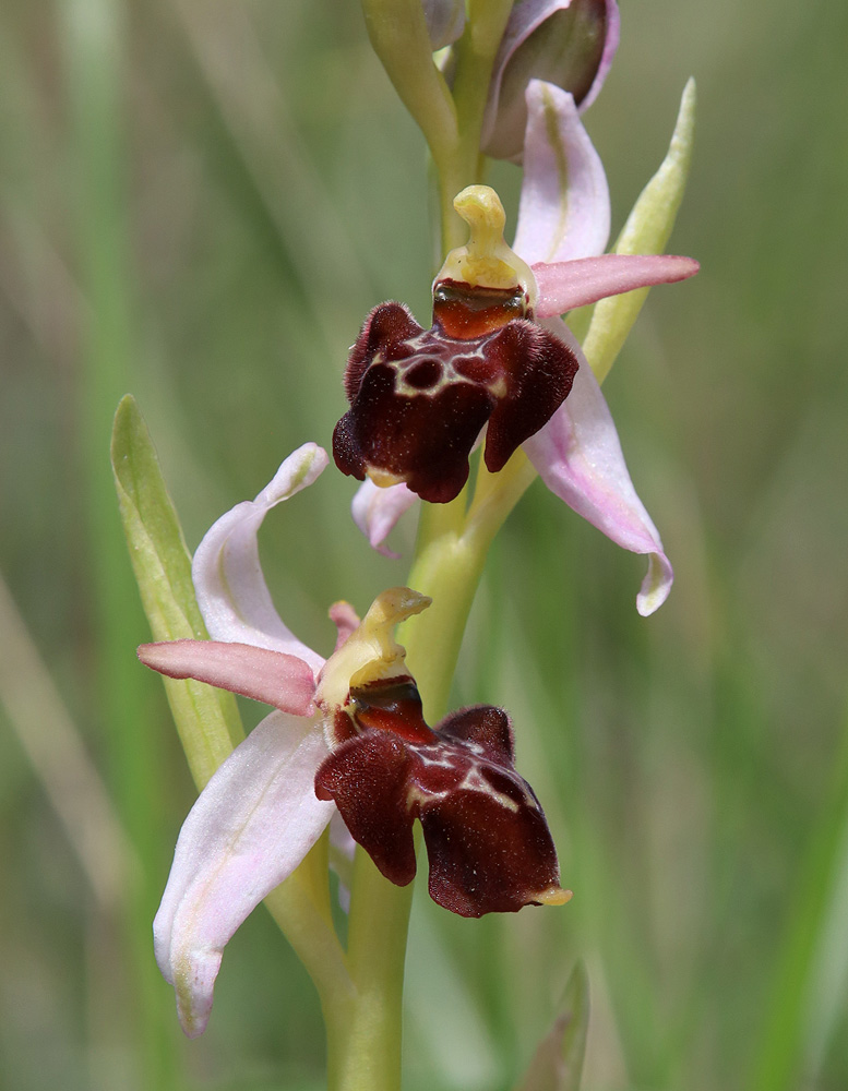 Image of Ophrys mammosa ssp. caucasica specimen.