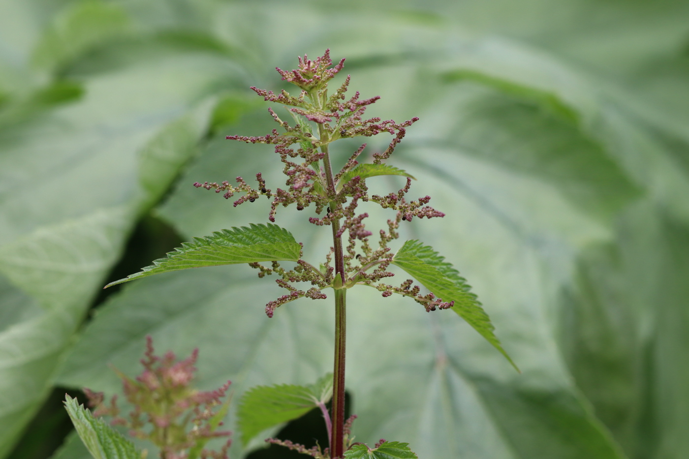 Image of Urtica dioica specimen.