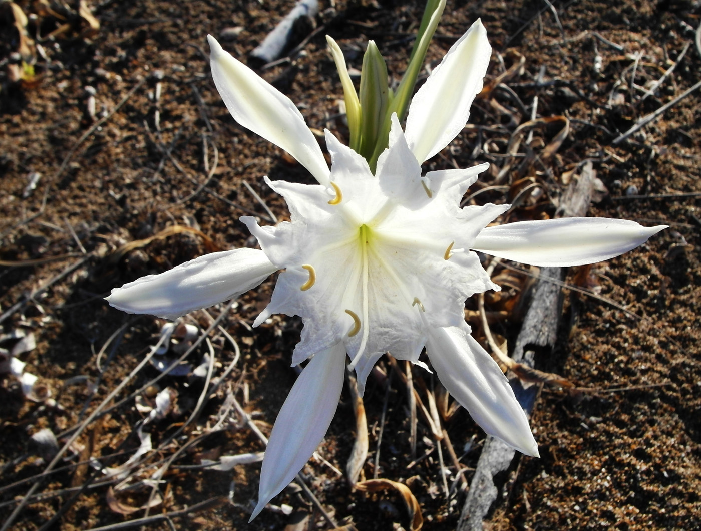 Изображение особи Pancratium maritimum.