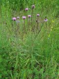 Cirsium serratuloides. Цветущие растения. Иркутская обл., Слюдянский р-н, окр. мыса Шаманский, опушка смешанного леса. 22.07.2021.