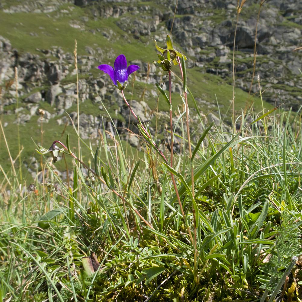 Изображение особи Campanula besenginica.