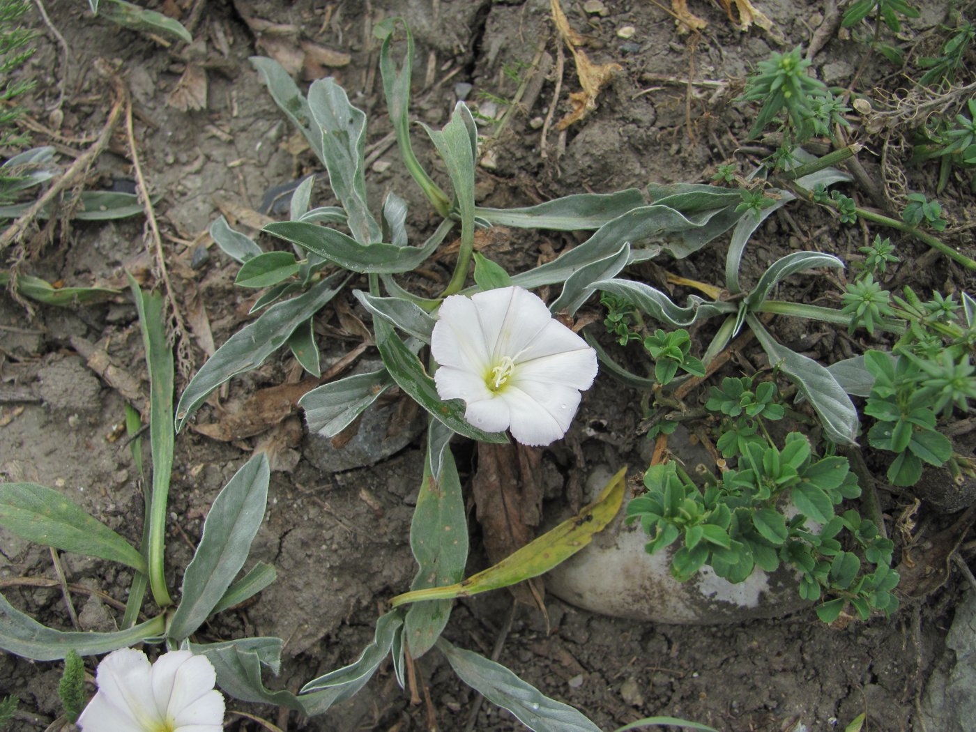 Image of Convolvulus lineatus specimen.