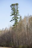 Смотреть изображение Pinus koraiensis