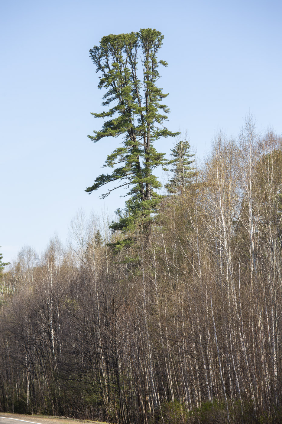 Image of Pinus koraiensis specimen.