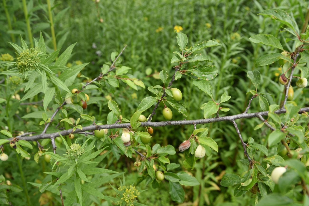 Изображение особи Prunus cerasifera.