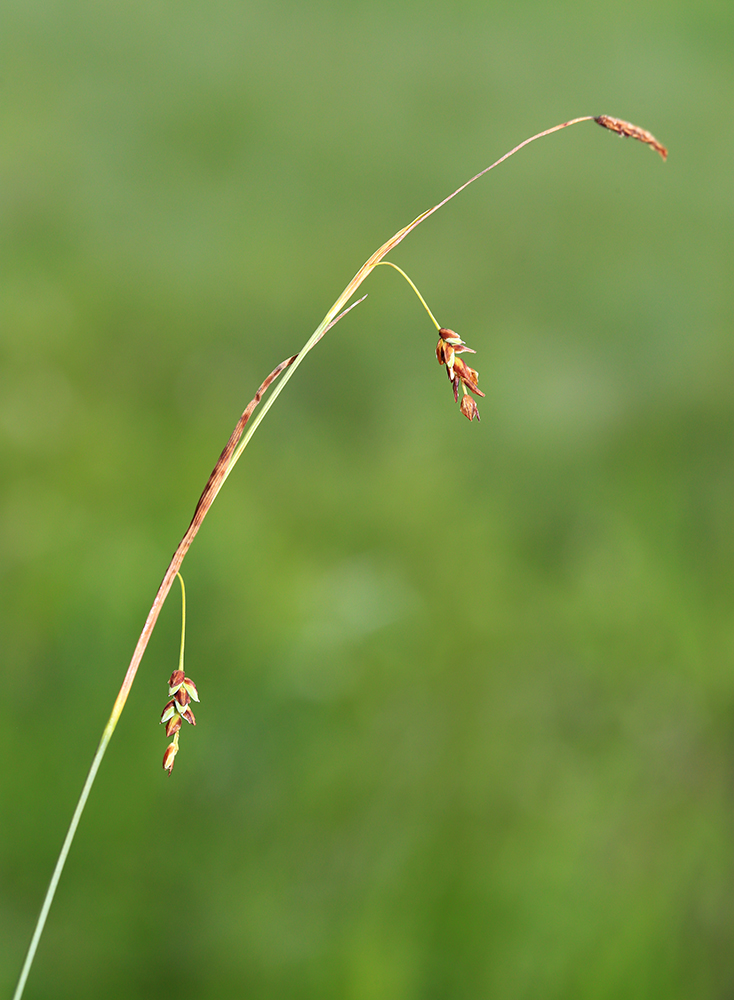 Изображение особи Carex sedakowii.