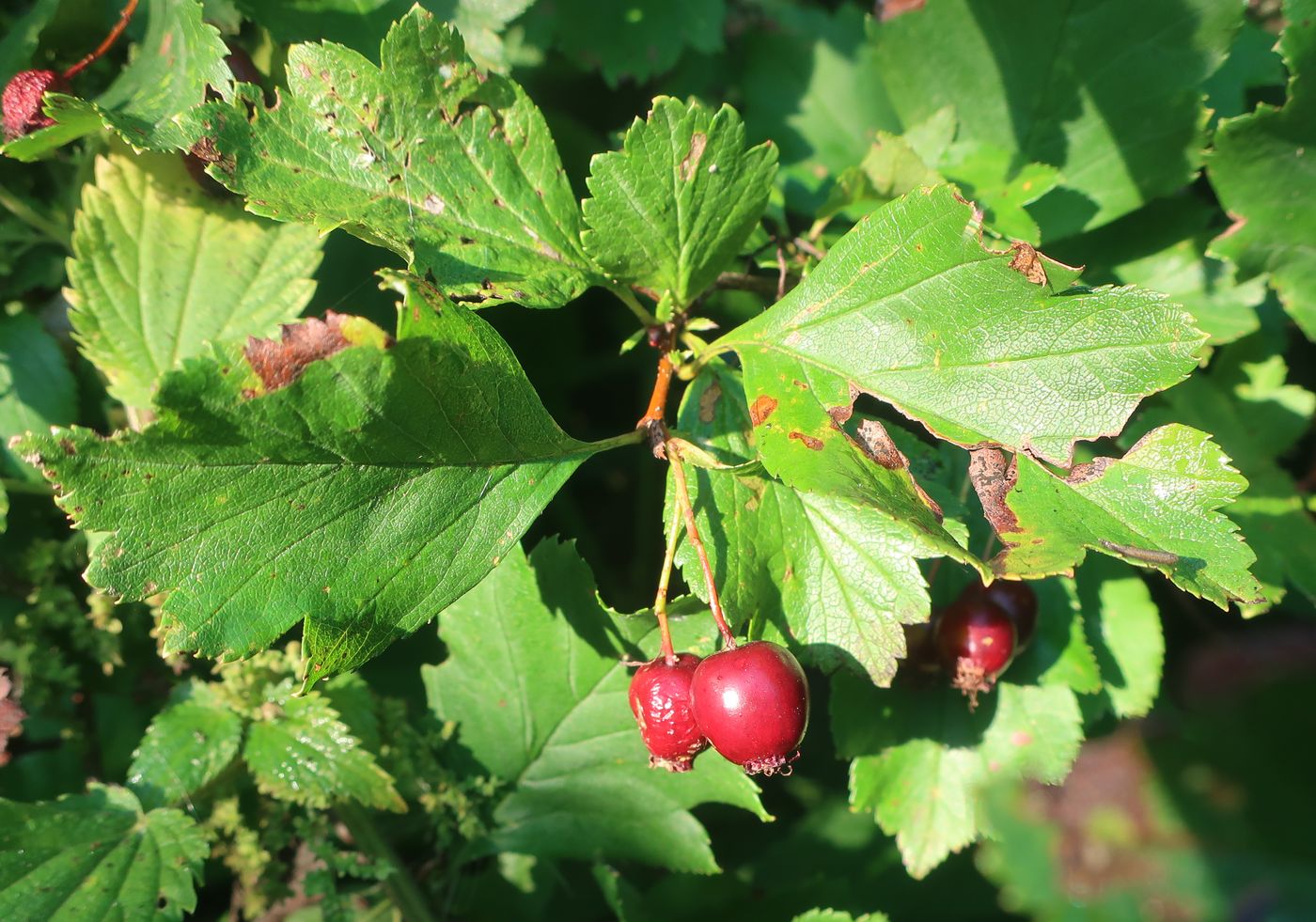 Image of genus Crataegus specimen.