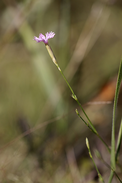 Изображение особи Dianthus karataviensis.