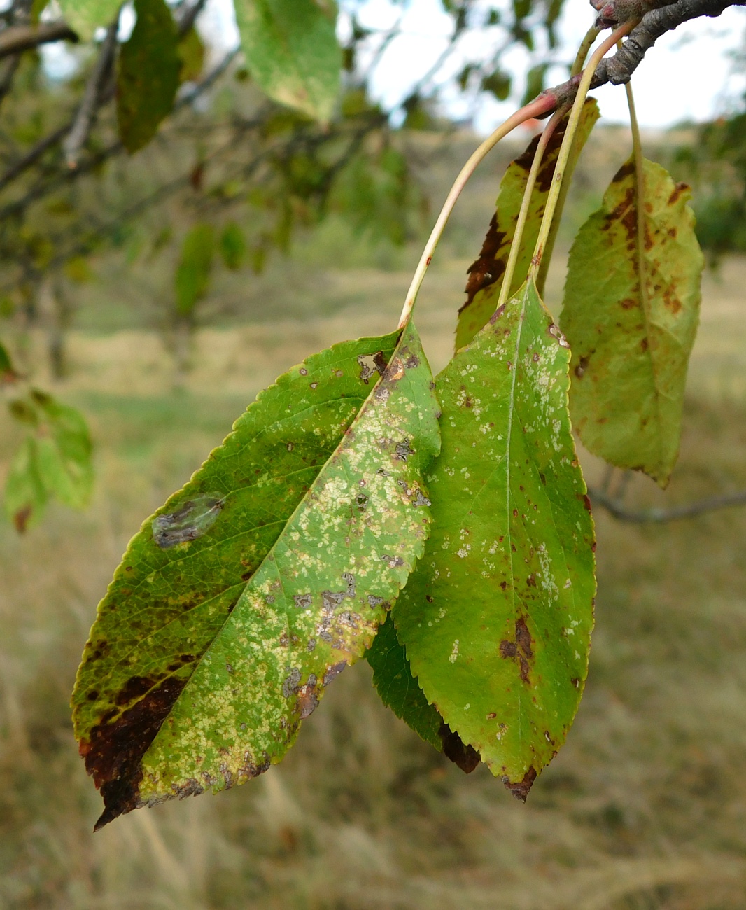 Image of genus Malus specimen.